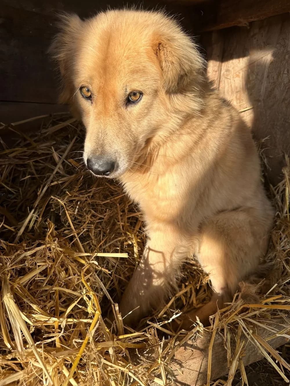 Joffrey,  7yo Mixed Breed for adoption at Hundsrücker Tierschutz gUG