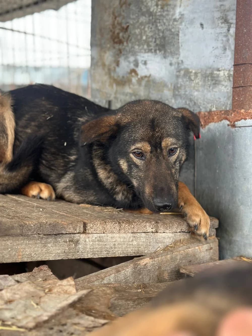 Jonny,  5yo Mixed Breed for adoption at Hundsrücker Tierschutz gUG