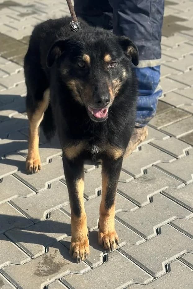 Joris, schwarz male 6yo Mixed Breed for adoption at Hundsrücker Tierschutz gUG
