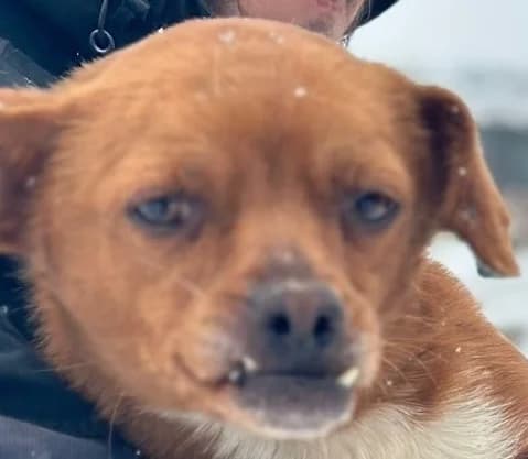 JOSCHKA, male 3yo Mixed Breed for adoption at Hundsrücker Tierschutz gUG