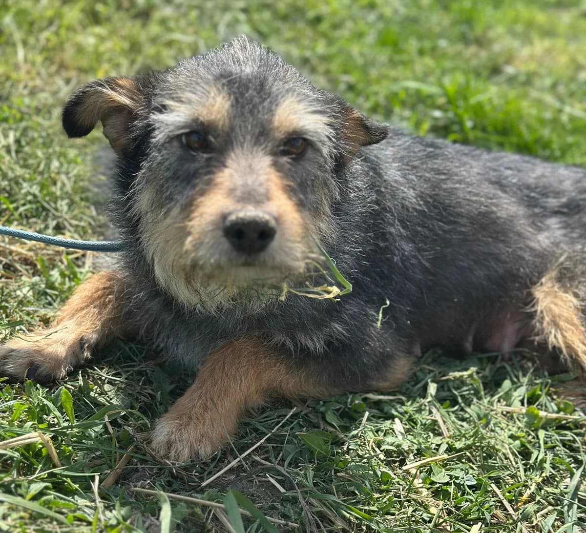 Josie,  3yo Mixed Breed for adoption at Hundsrücker Tierschutz gUG