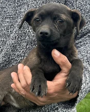 JULIE, female young Mixed Breed for adoption at Hundsrücker Tierschutz gUG