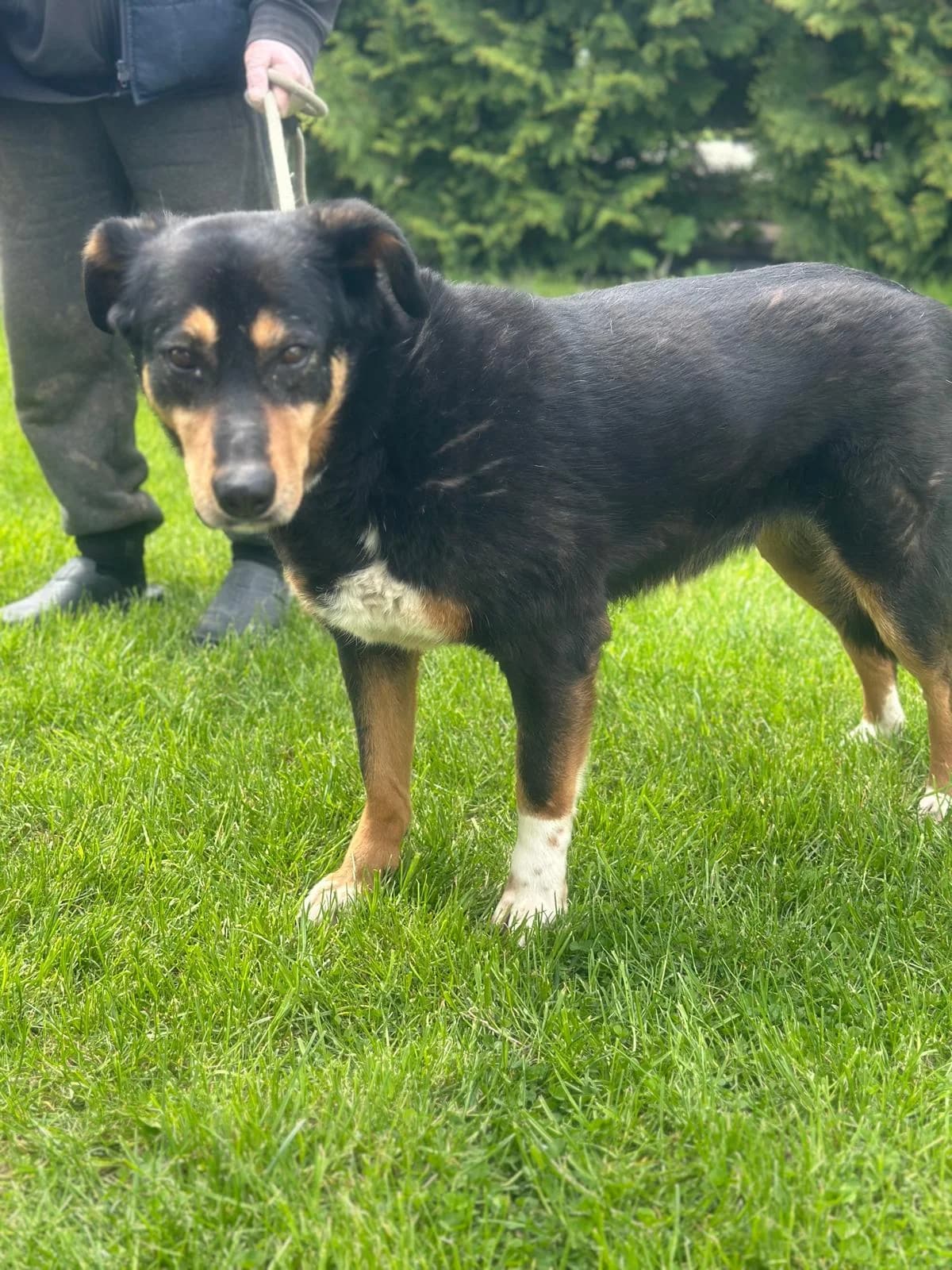 Juna, schwarz female senior Mixed Breed for adoption at Hundsrücker Tierschutz gUG