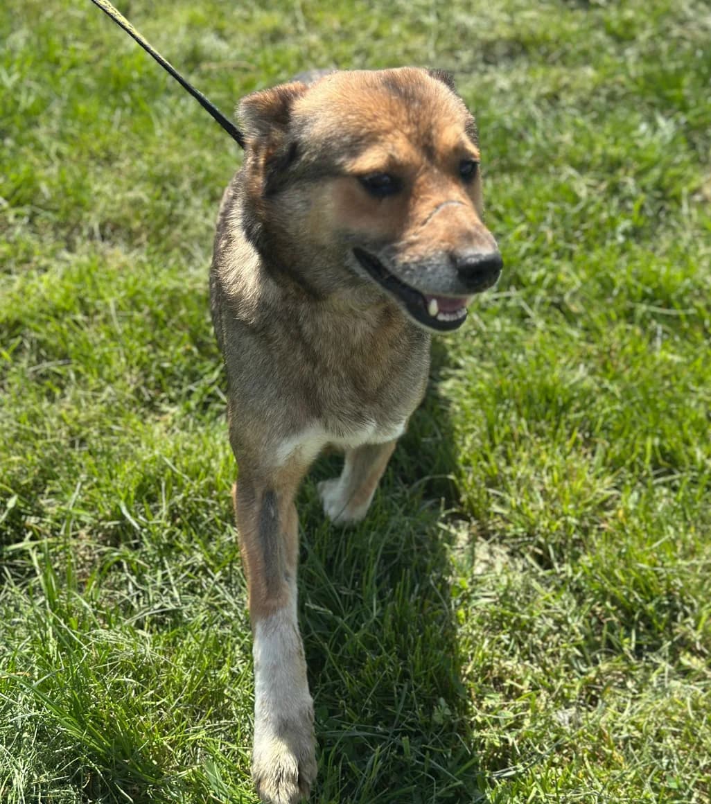 Kiara, female 7yo Mixed Breed for adoption at Hundsrücker Tierschutz gUG