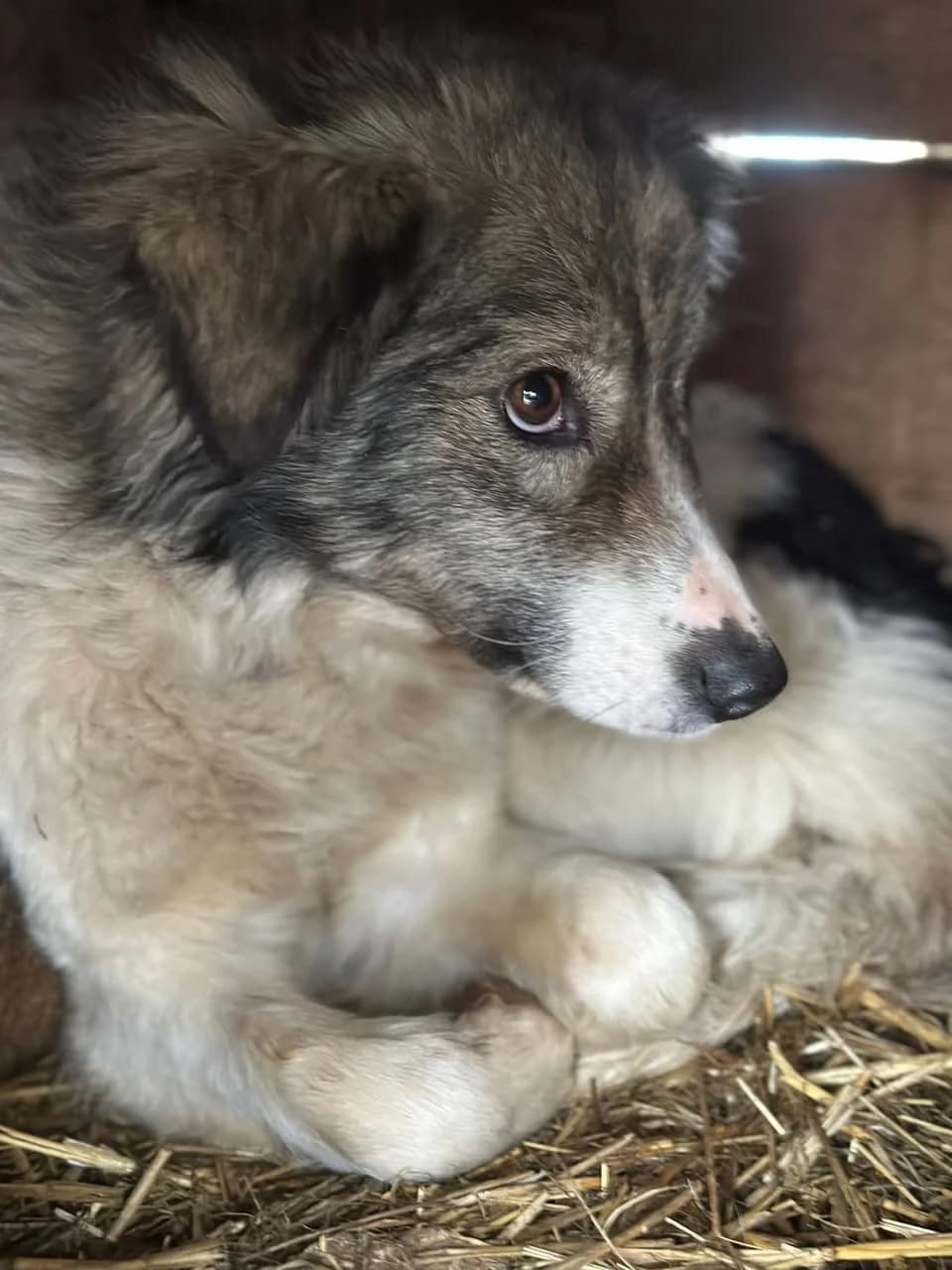 KIRA, Mixed Breed for adoption at Hundsrücker Tierschutz gUG
