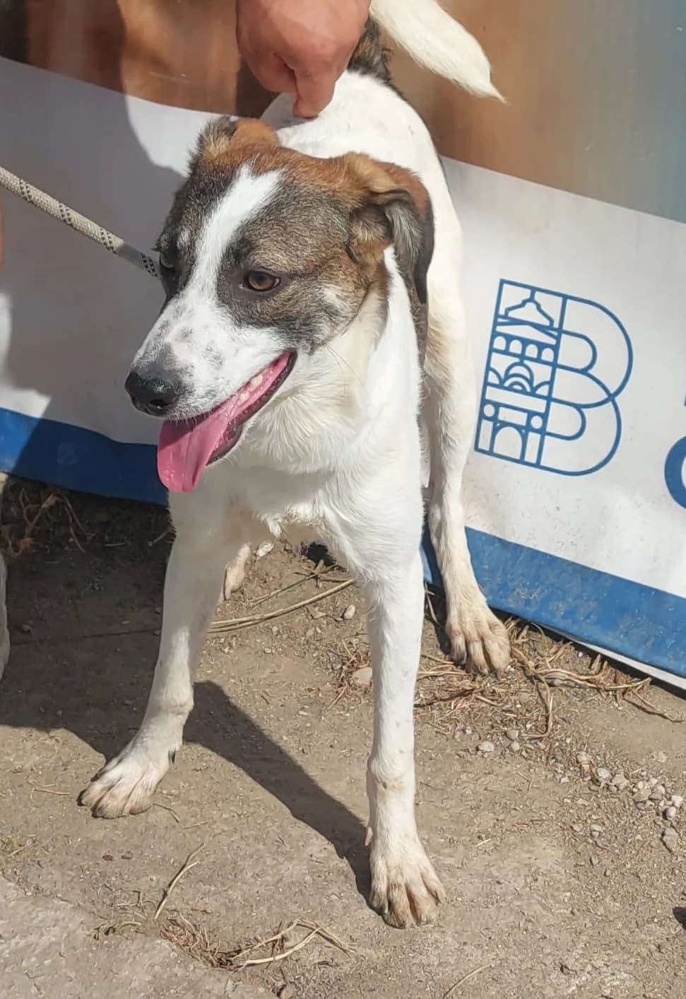Knox, braun  Mixed Breed for adoption at Hundsrücker Tierschutz gUG