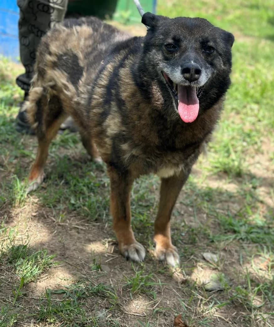 Laila,  senior Mixed Breed for adoption at Hundsrücker Tierschutz gUG
