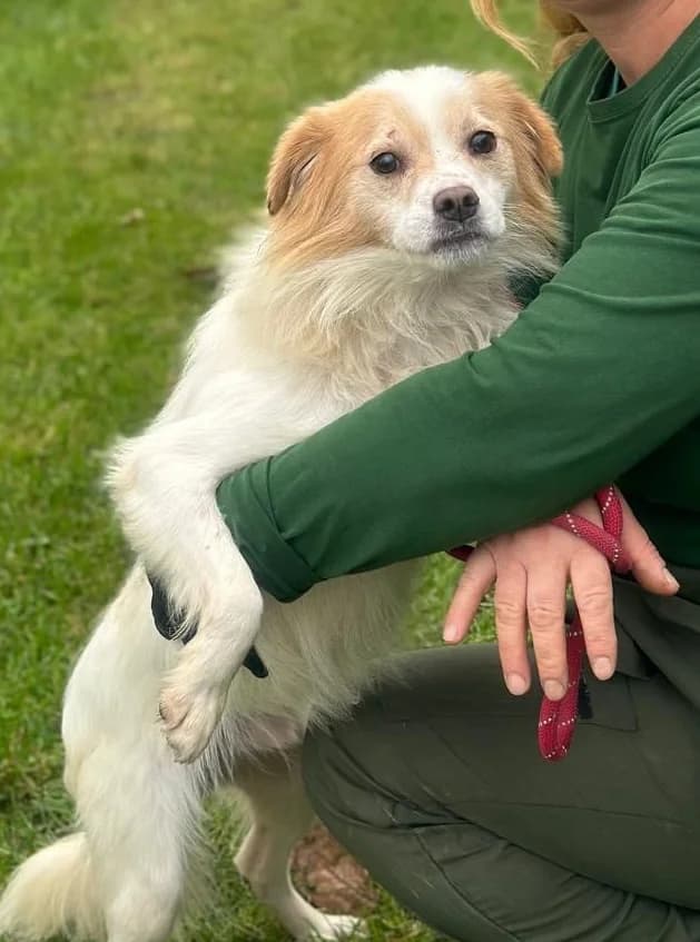 LIO, male 6yo Mixed Breed for adoption at Hundsrücker Tierschutz gUG