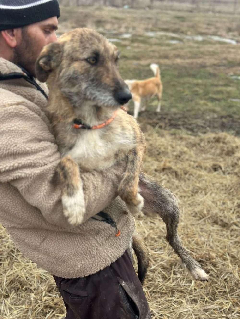 Loona,  3yo Mixed Breed for adoption at Hundsrücker Tierschutz gUG