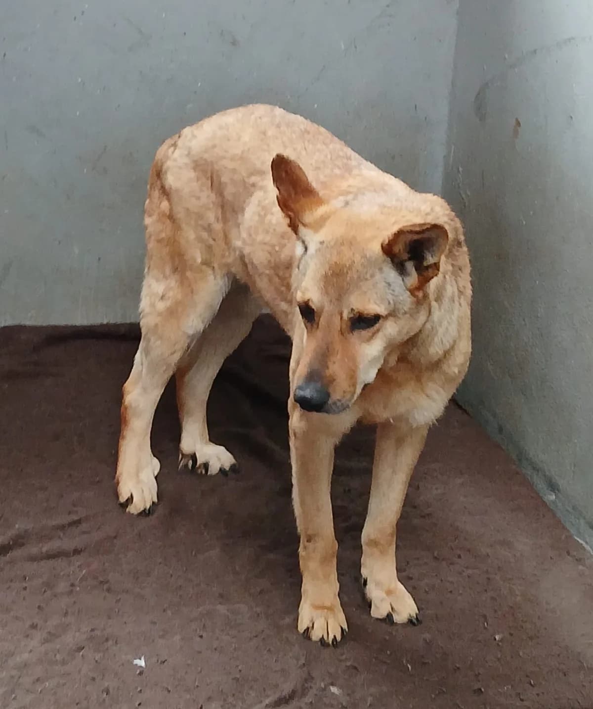 Lotta, female 6yo Mixed Breed for adoption at Hundsrücker Tierschutz gUG