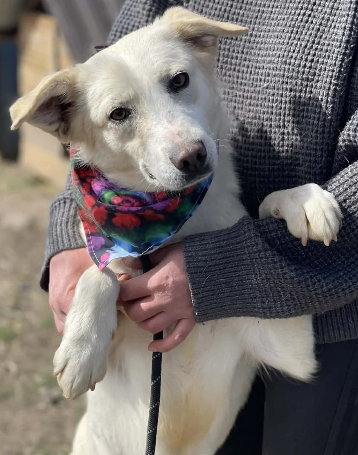Lottie, female young Mixed Breed for adoption at Hundsrücker Tierschutz gUG
