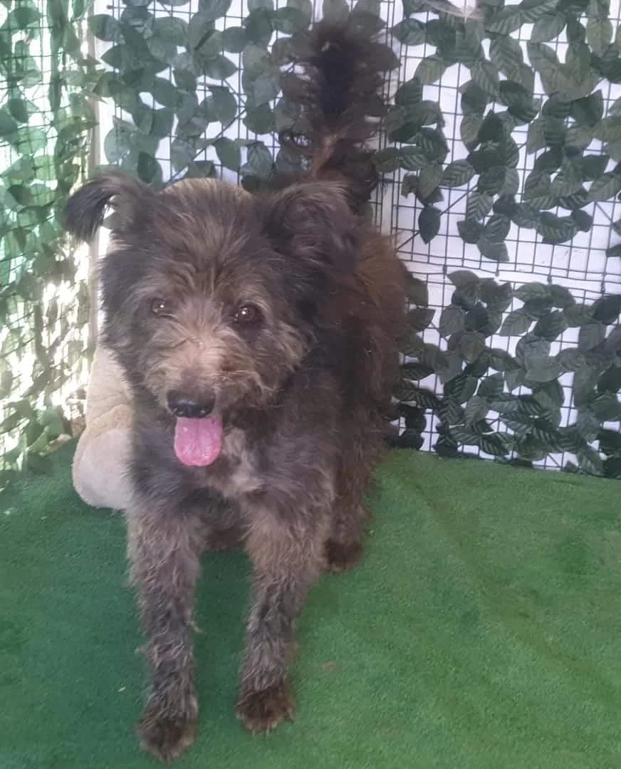 Lucky,  Mixed Breed for adoption at Hundsrücker Tierschutz gUG