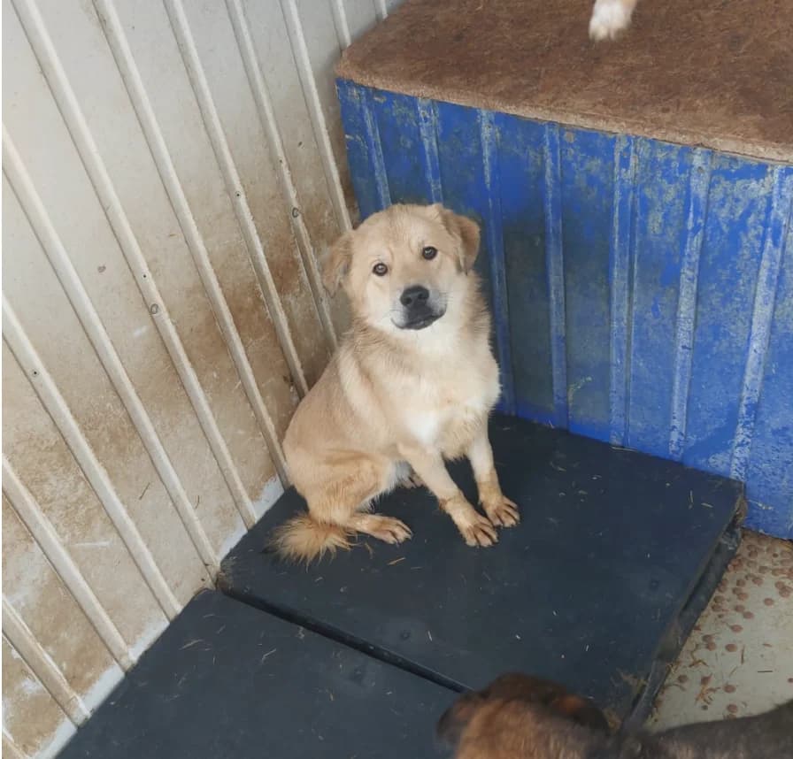 Lui,  Mixed Breed for adoption at Hundsrücker Tierschutz gUG