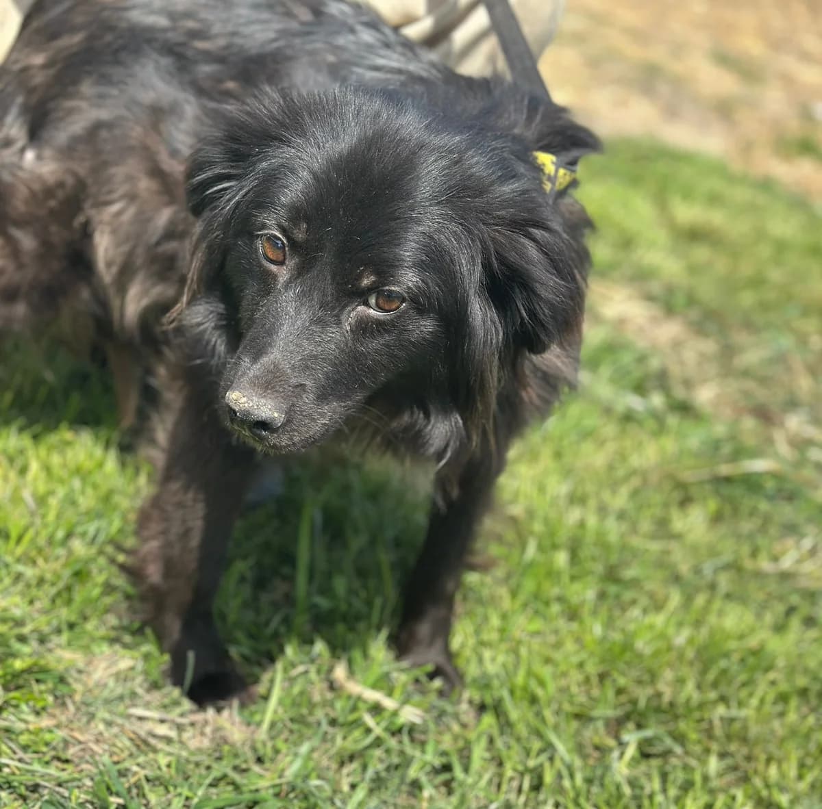 Luna,  3yo Mixed Breed for adoption at Hundsrücker Tierschutz gUG