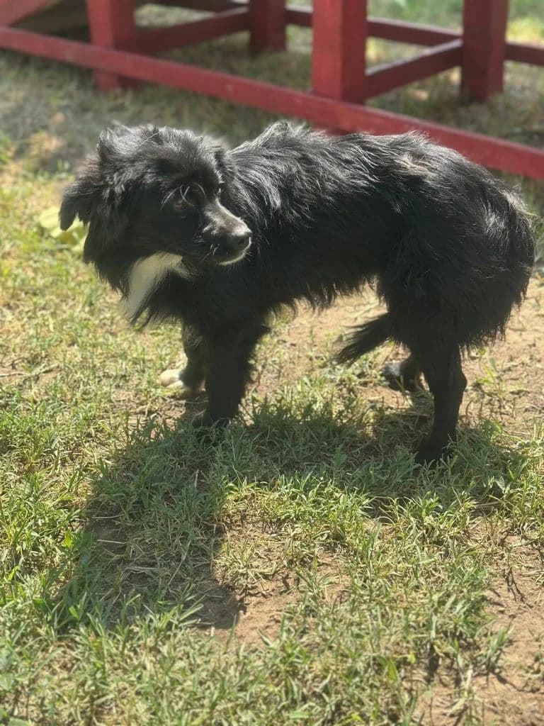 Mala, female 4yo Mixed Breed for adoption at Hundsrücker Tierschutz gUG