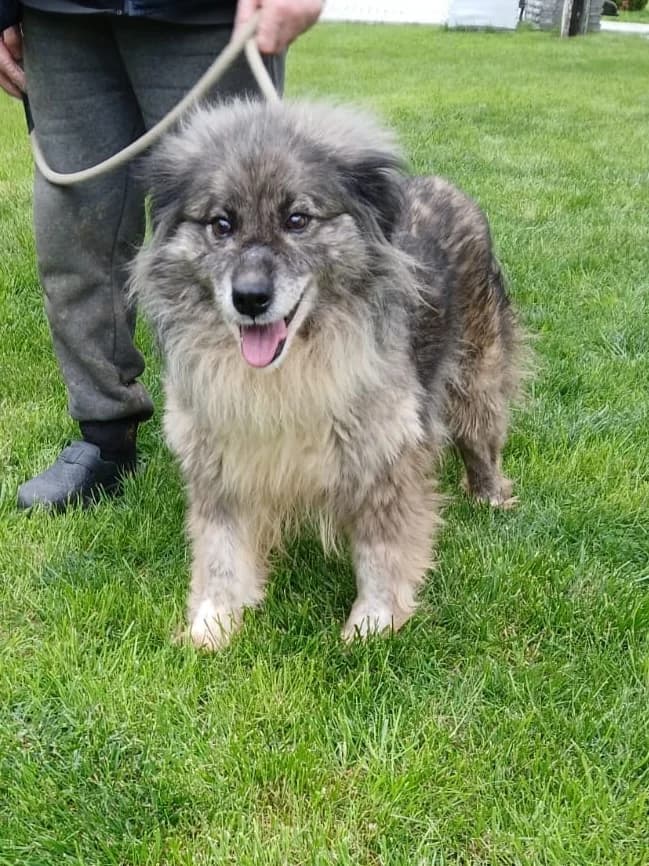 MALEIKA, female 7yo Mixed Breed for adoption at Hundsrücker Tierschutz gUG