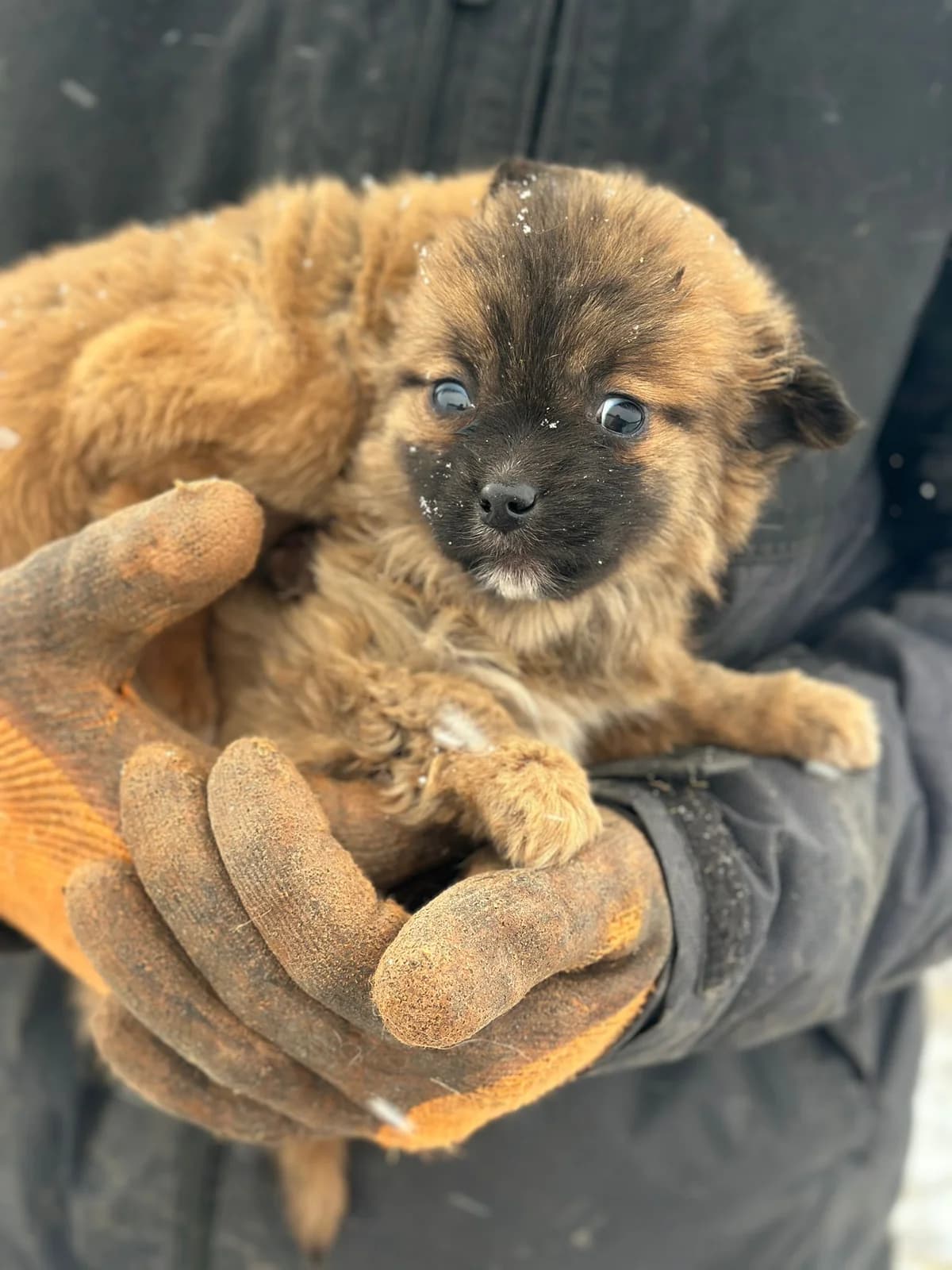 MALIN, female puppy Mixed Breed for adoption at Hundsrücker Tierschutz gUG