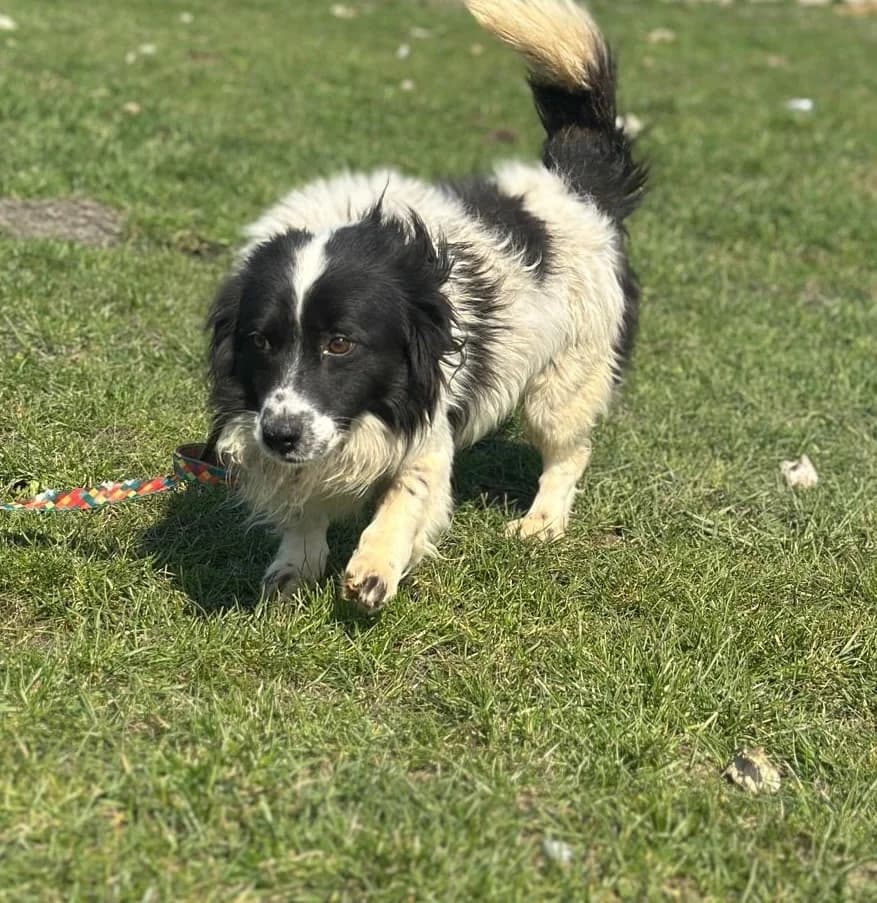 Malte, male senior Mixed Breed for adoption at Hundsrücker Tierschutz gUG