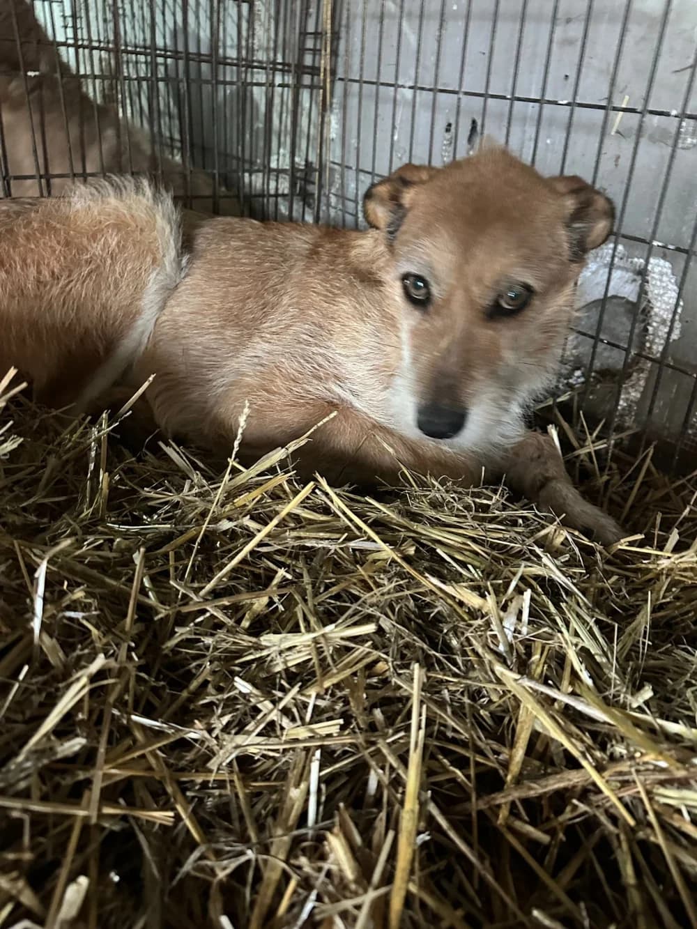 Marie,  3yo Mixed Breed for adoption at Hundsrücker Tierschutz gUG