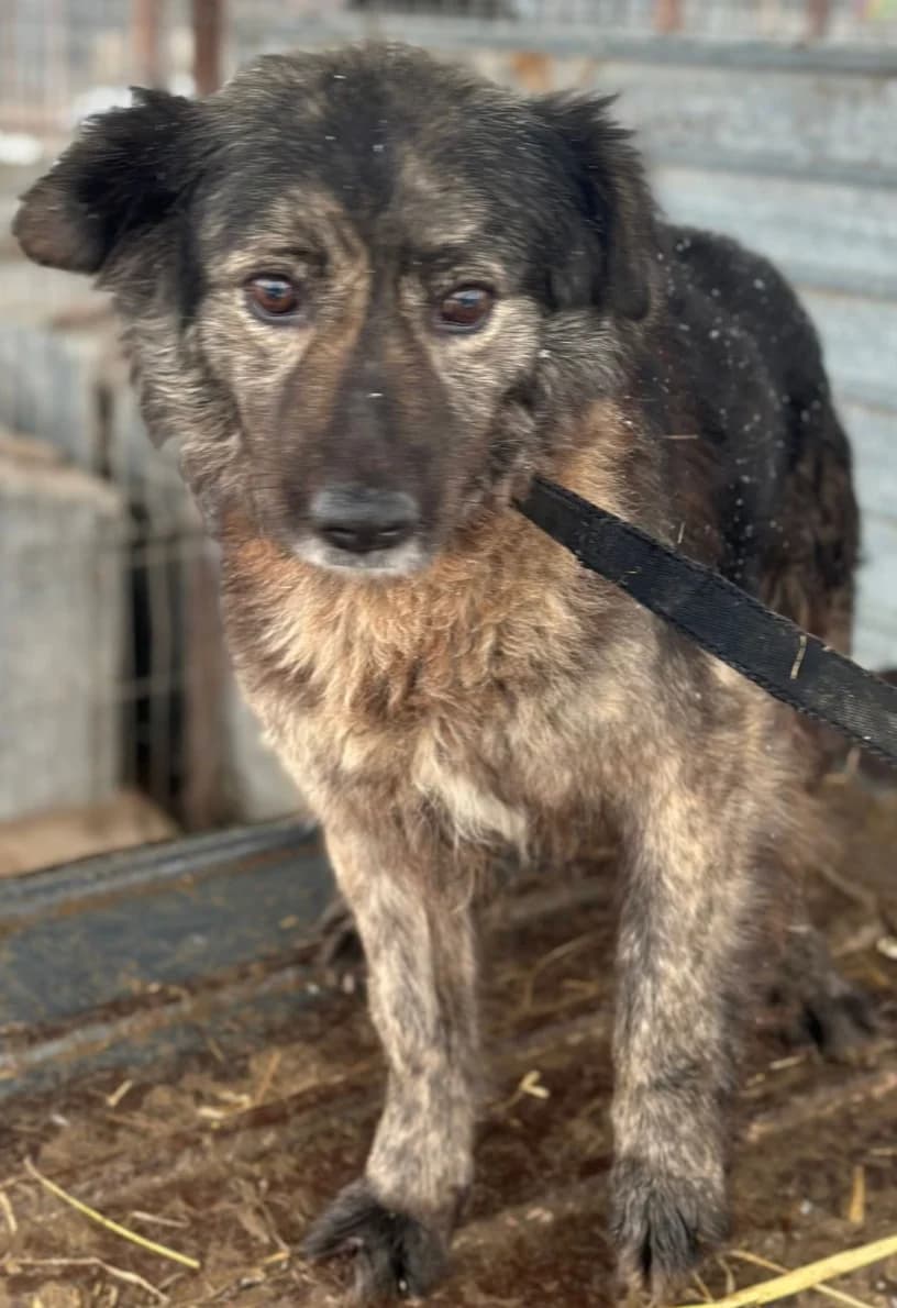 MAXI, Mixed Breed for adoption at Hundsrücker Tierschutz gUG