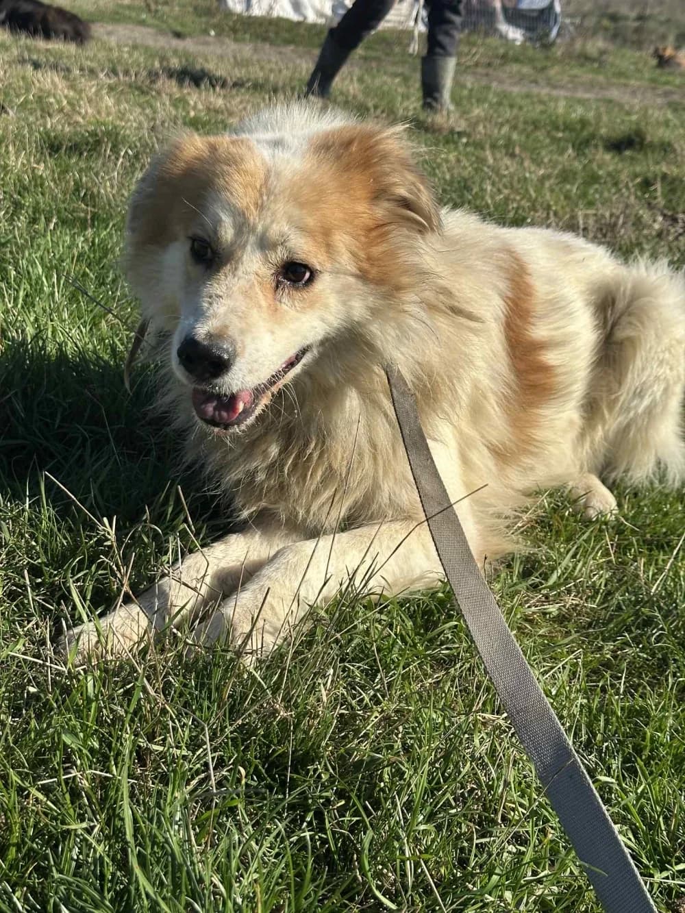 Merlin,  6yo Mixed Breed for adoption at Hundsrücker Tierschutz gUG