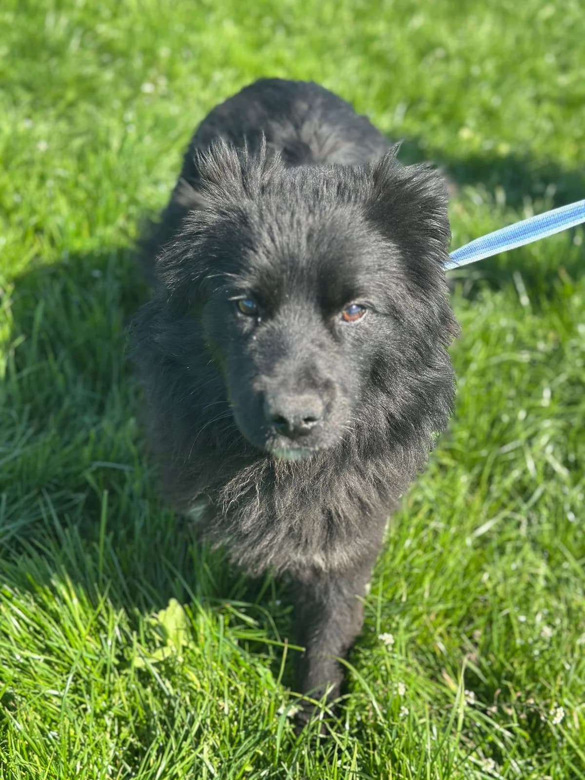 Miklosch, male young Mixed Breed for adoption at Hundsrücker Tierschutz gUG