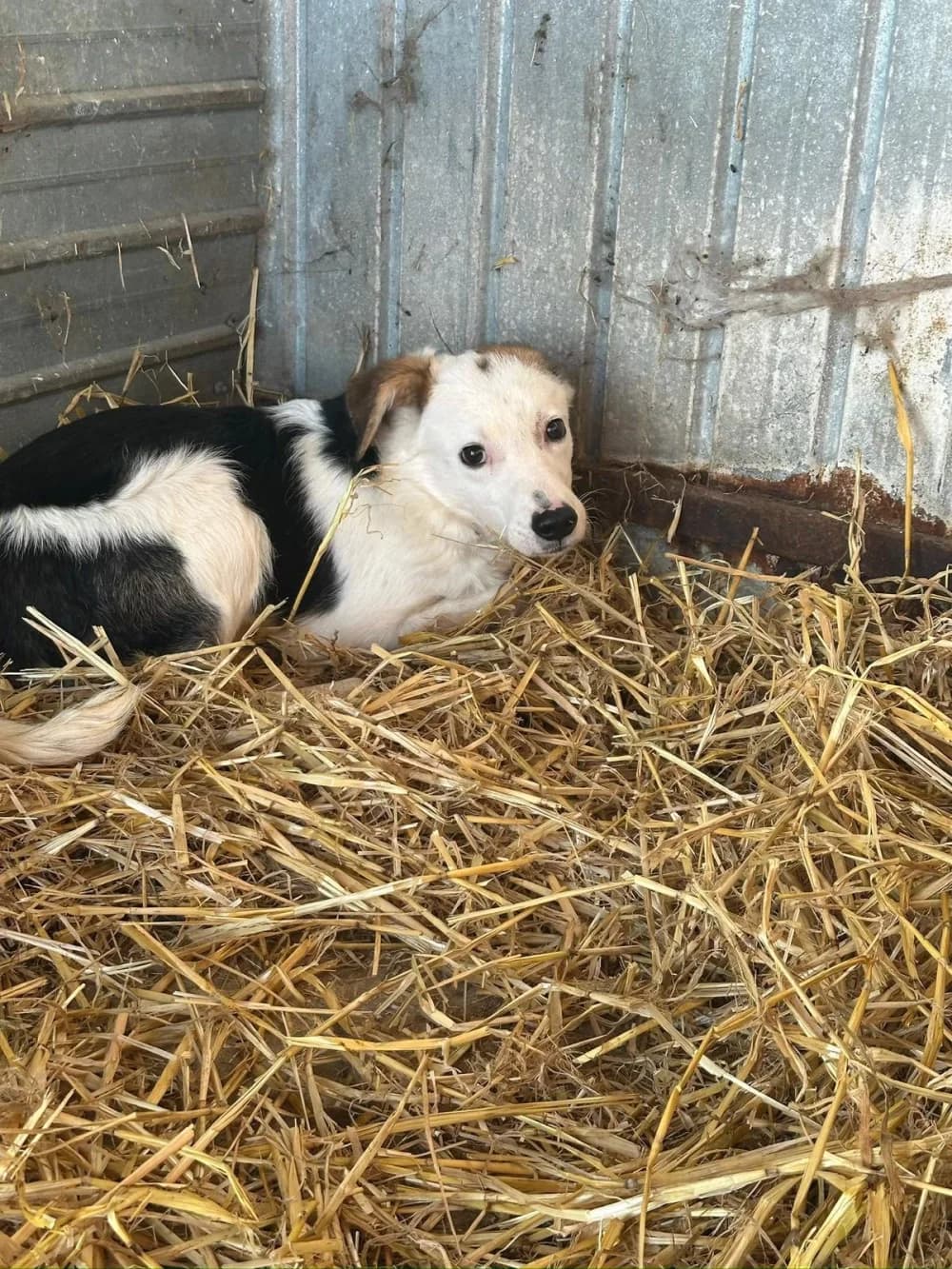 Mila,  young Mixed Breed for adoption at Hundsrücker Tierschutz gUG