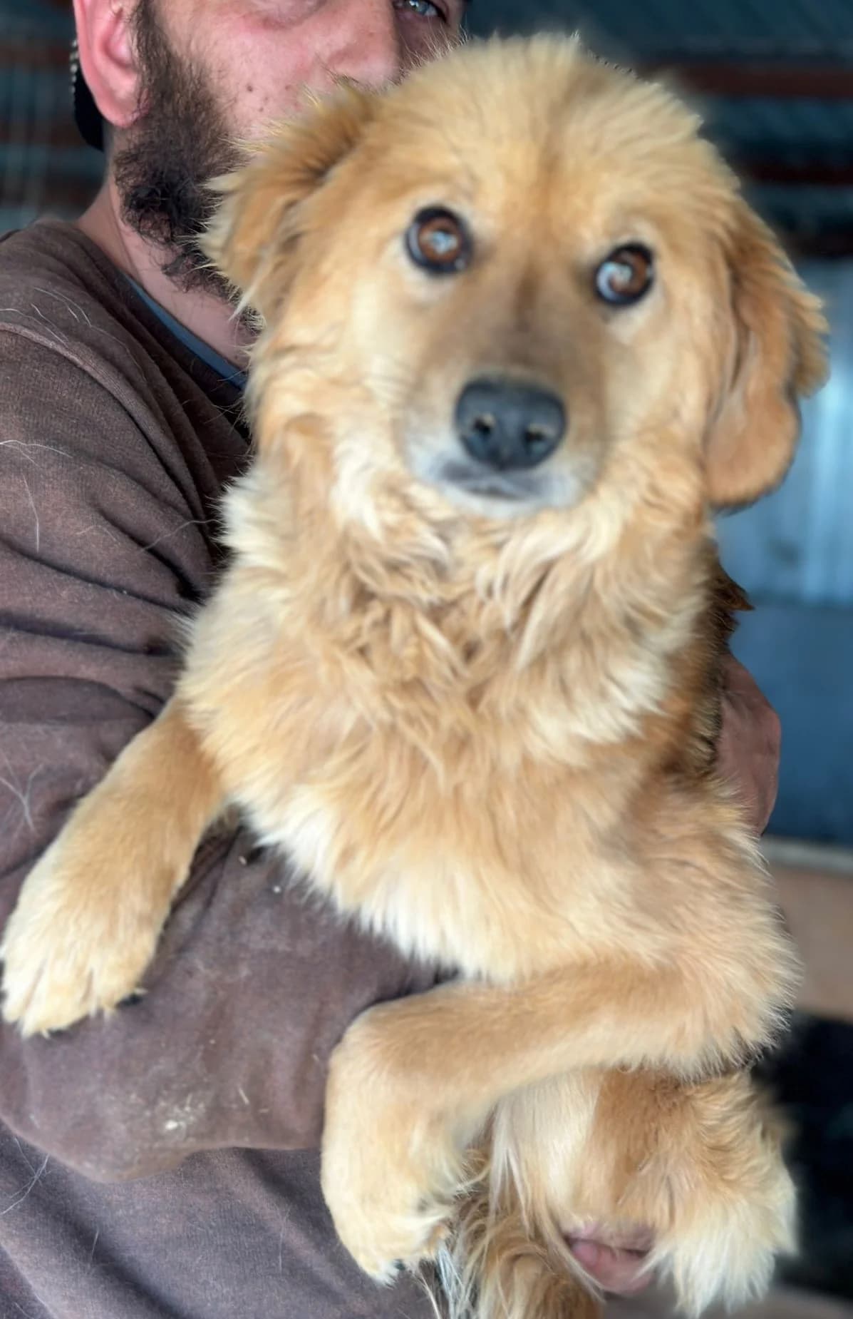 Milly, female young Mixed Breed for adoption at Hundsrücker Tierschutz gUG