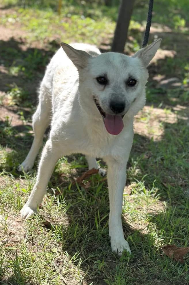 Mina,  7yo Mixed Breed for adoption at Hundsrücker Tierschutz gUG