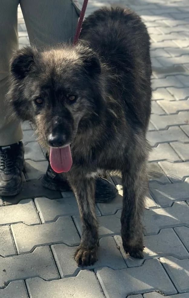 MIRO, male senior Mixed Breed for adoption at Hundsrücker Tierschutz gUG
