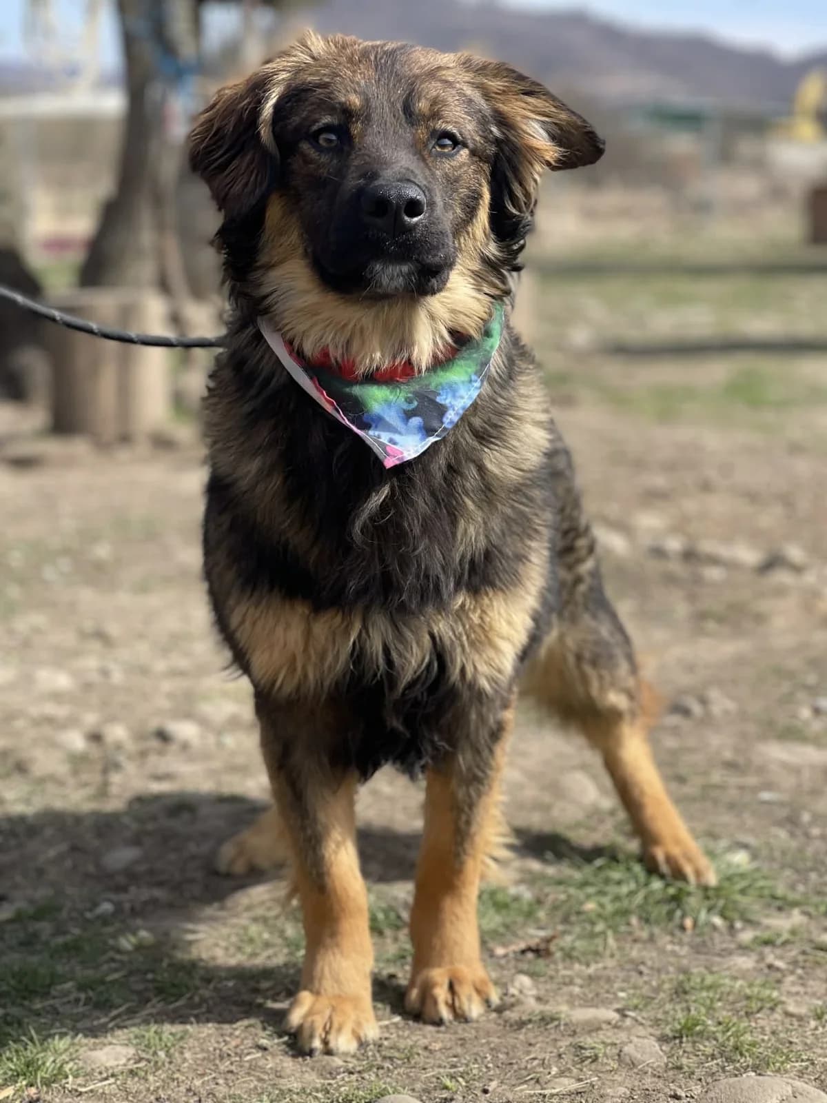 Mochi,  young Mixed Breed for adoption at Hundsrücker Tierschutz gUG