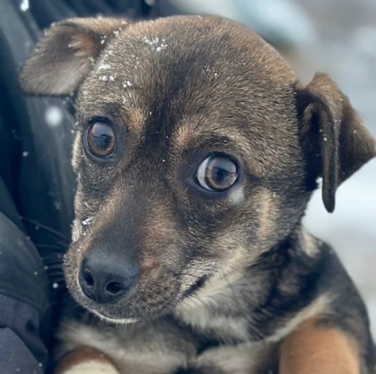 MOTTE, female puppy Mixed Breed for adoption at Hundsrücker Tierschutz gUG