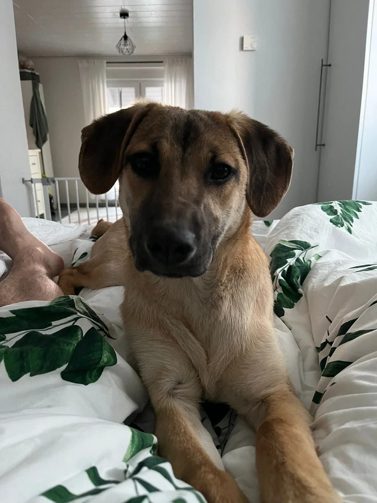 Nala – PLZ 34587, female puppy Mixed Breed for adoption at Hundsrücker Tierschutz gUG