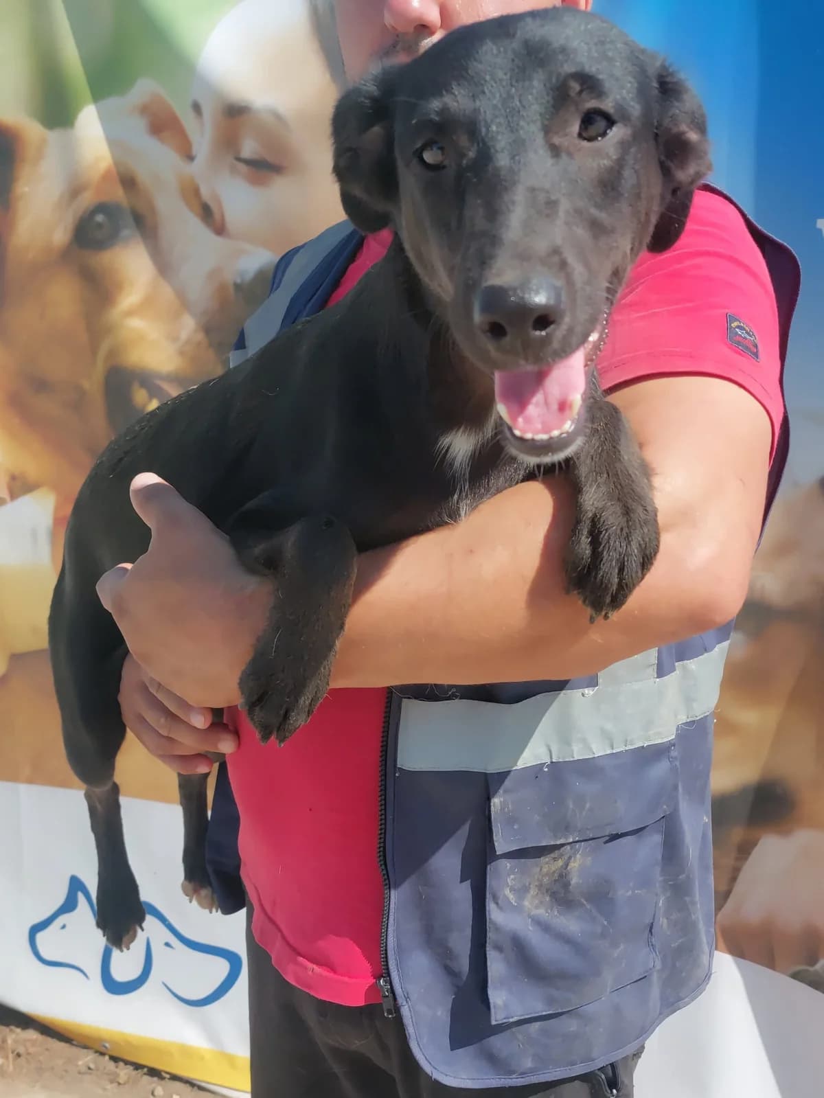 Negruta, weiß  Mixed Breed for adoption at Hundsrücker Tierschutz gUG