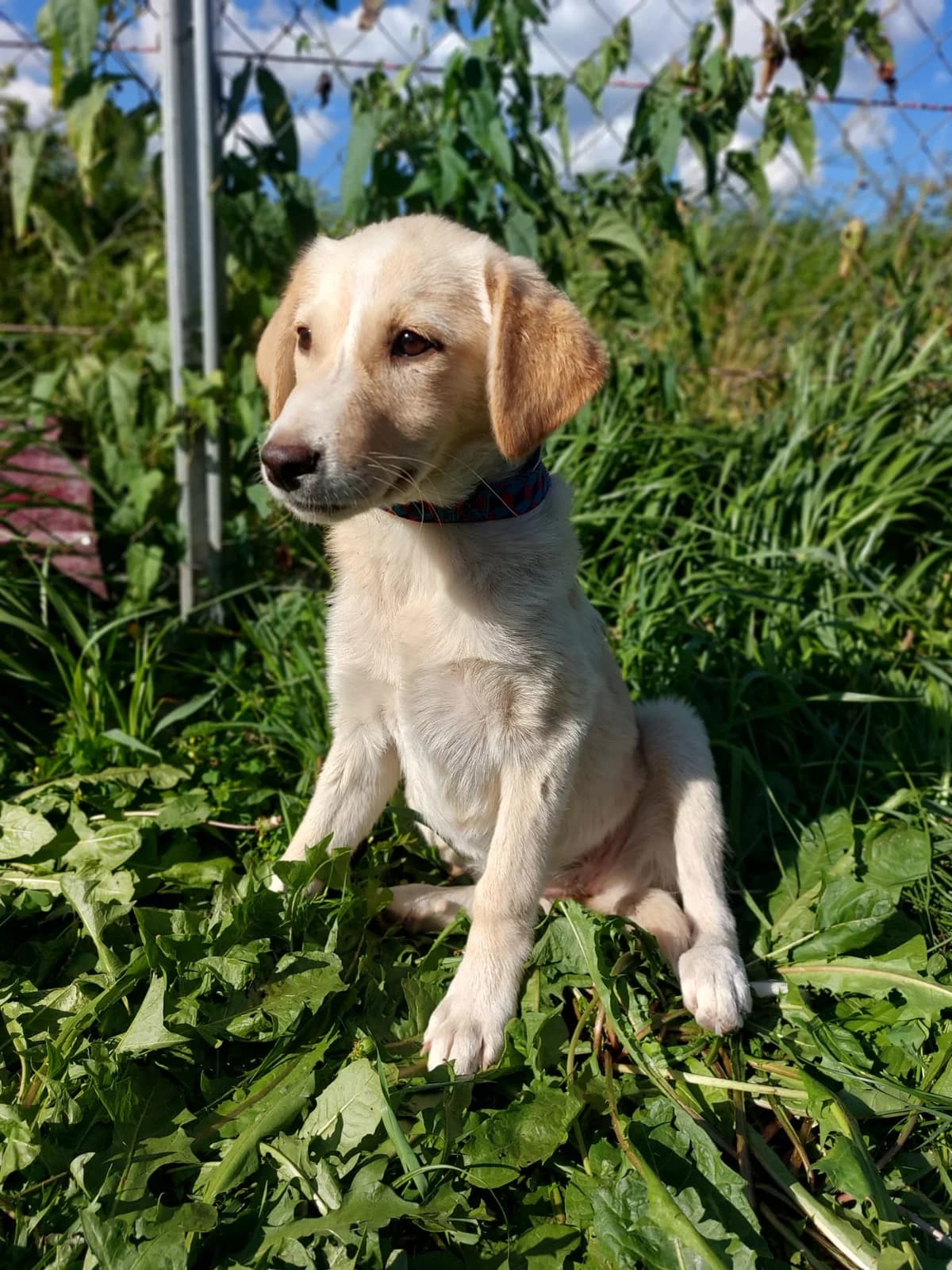 Nera,  puppy Mixed Breed for adoption at Hundsrücker Tierschutz gUG