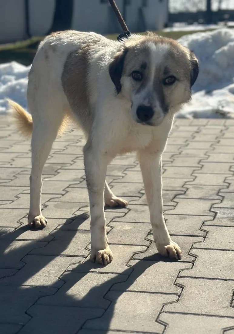 NICAN, male 4yo Mixed Breed for adoption at Hundsrücker Tierschutz gUG