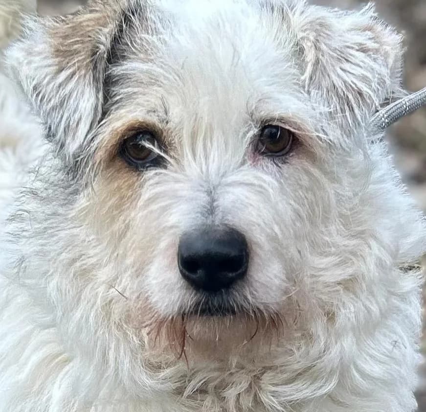 NIRI, female 6yo Mixed Breed for adoption at Hundsrücker Tierschutz gUG