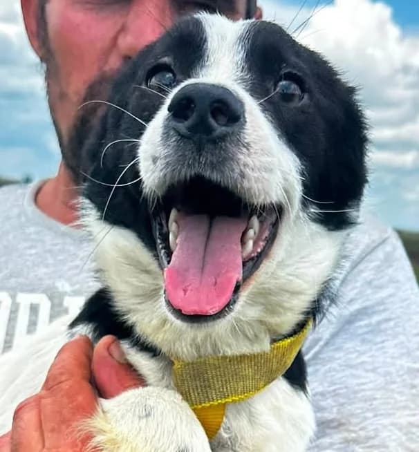 Odie, schwarz male young Mixed Breed for adoption at Hundsrücker Tierschutz gUG