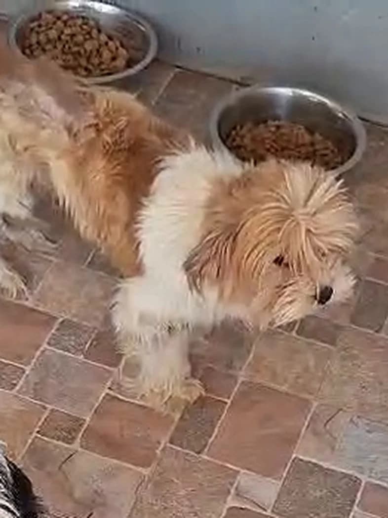 Olle, weiß 7yo Mixed Breed for adoption at Hundsrücker Tierschutz gUG