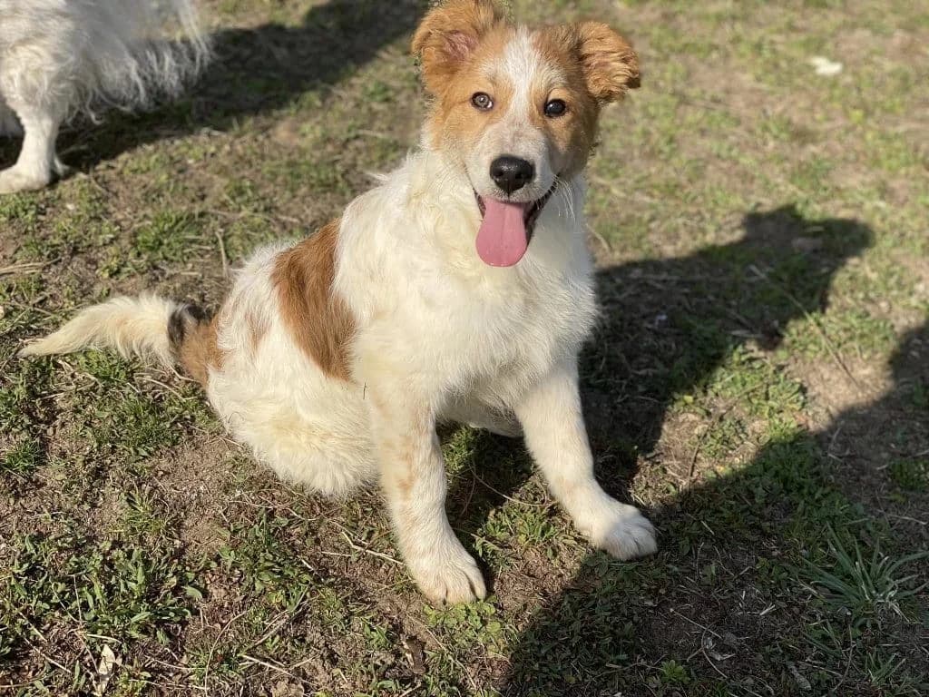 Paddi, male 4yo Mixed Breed for adoption at Hundsrücker Tierschutz gUG