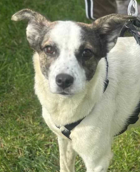 Phila, female young Mixed Breed for adoption at Hundsrücker Tierschutz gUG