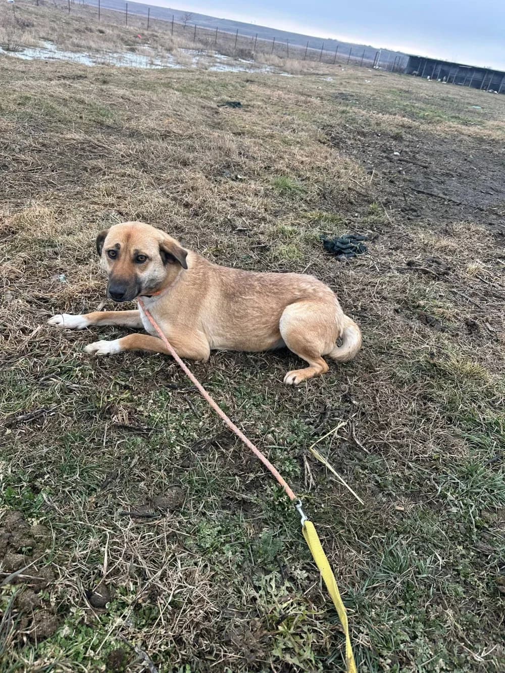 Pia,  3yo Mixed Breed for adoption at Hundsrücker Tierschutz gUG