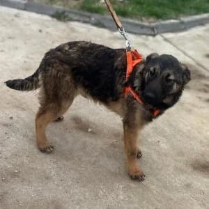 Pino, male 4yo Mixed Breed for adoption at Hundsrücker Tierschutz gUG