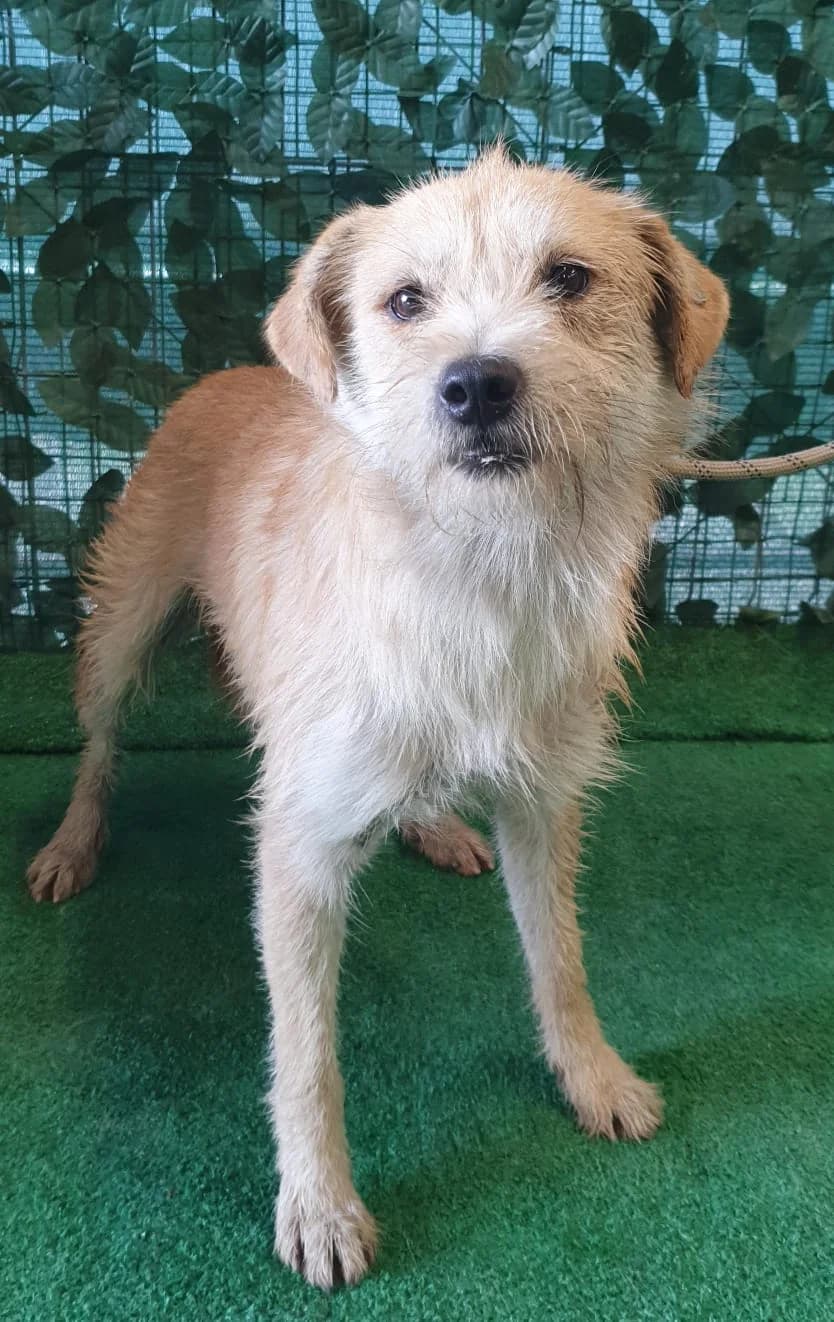 Rex, beige young Mixed Breed for adoption at Hundsrücker Tierschutz gUG