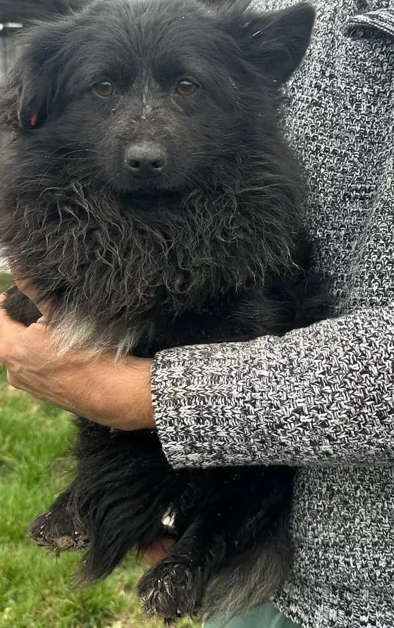 Sams, male young Mixed Breed for adoption at Hundsrücker Tierschutz gUG