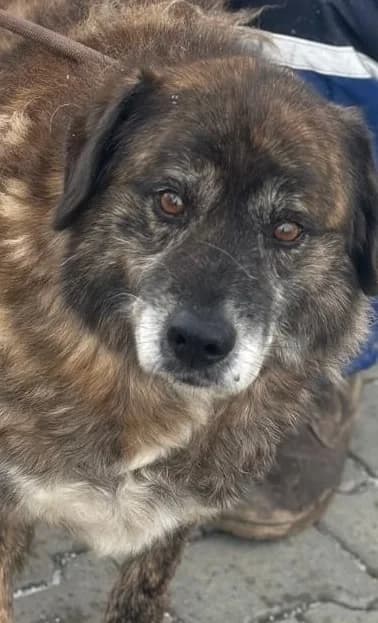 Schimanski, male senior Mixed Breed for adoption at Hundsrücker Tierschutz gUG