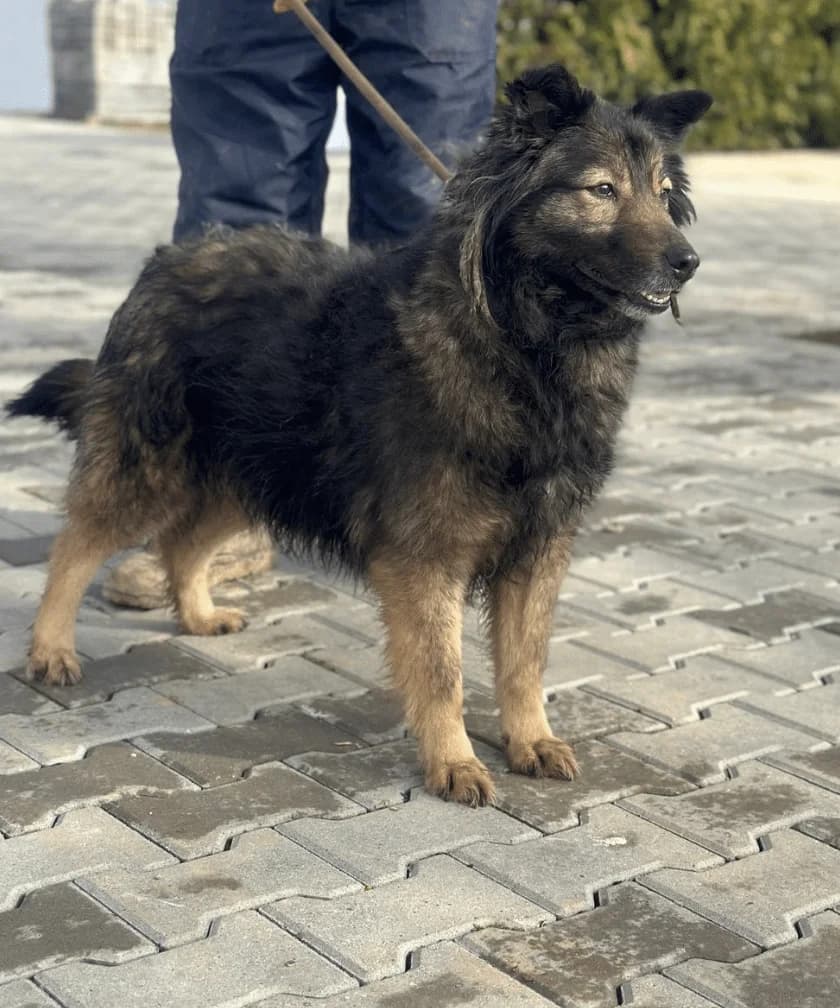 Seika, female senior Mixed Breed for adoption at Hundsrücker Tierschutz gUG