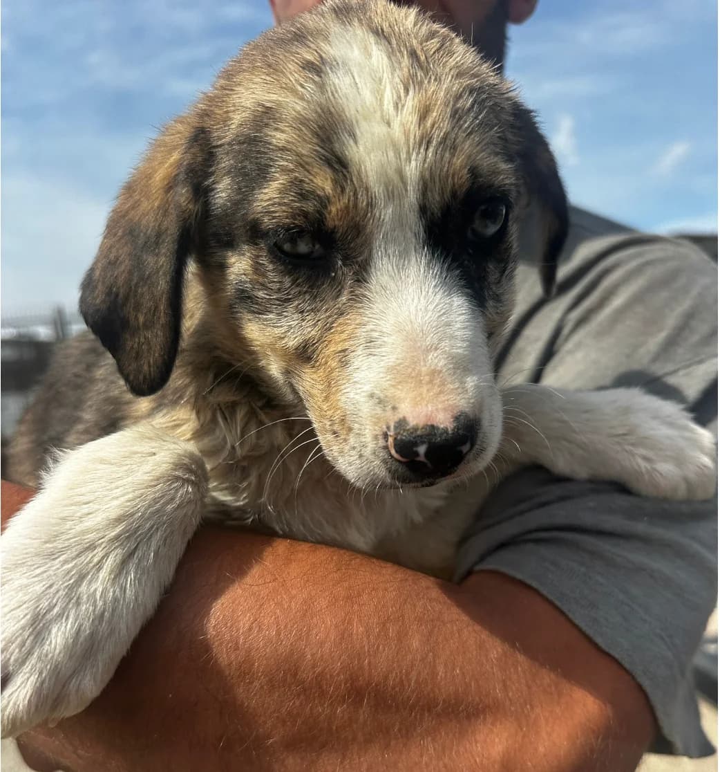 Selma, female puppy Mixed Breed for adoption at Hundsrücker Tierschutz gUG