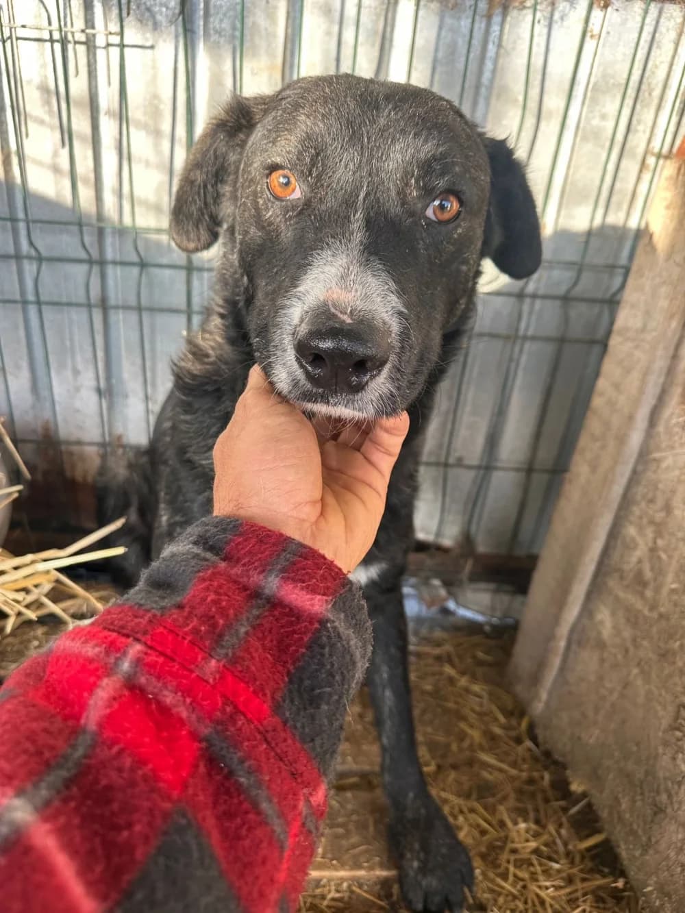 Shadow,  5yo Mixed Breed for adoption at Hundsrücker Tierschutz gUG