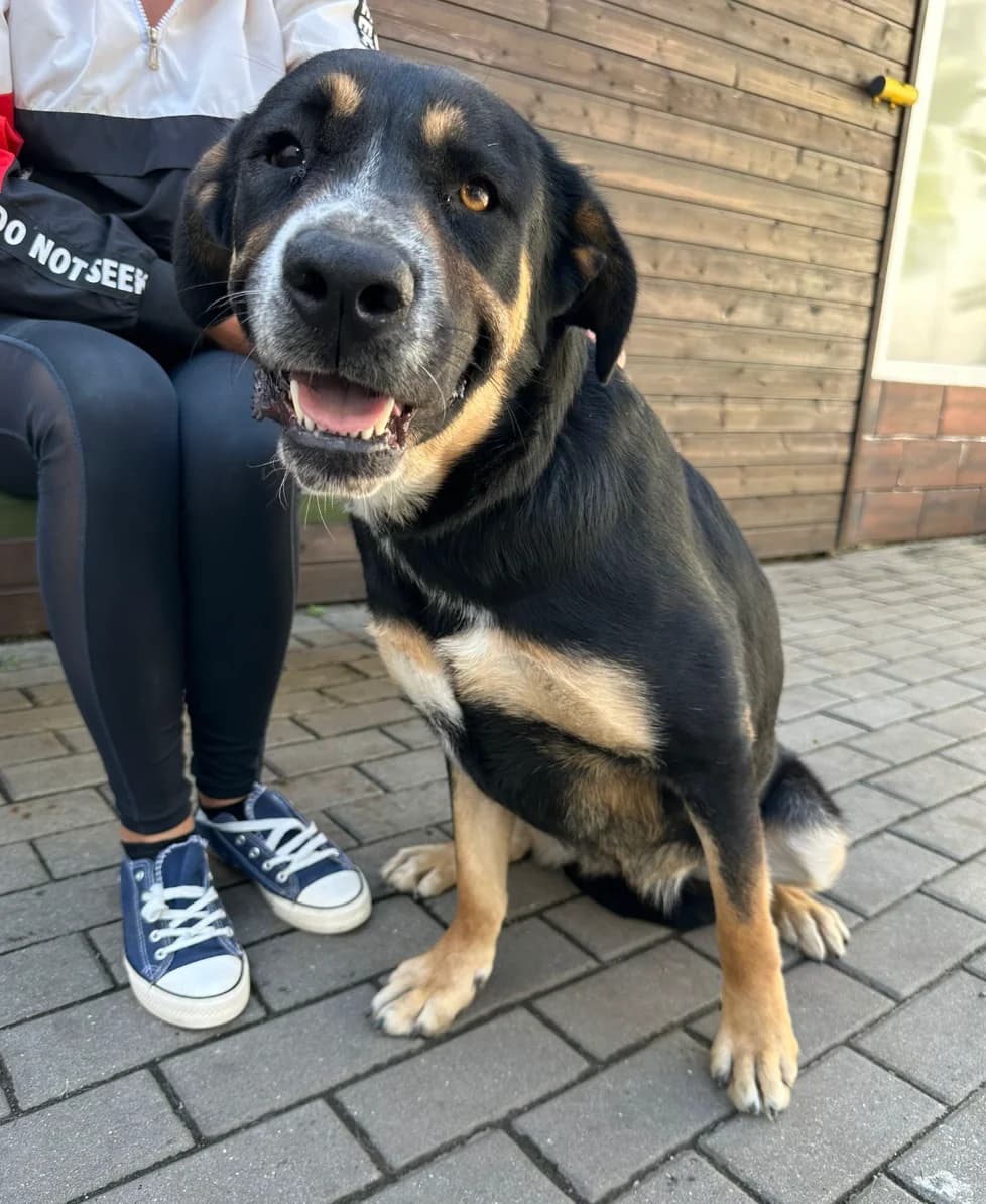 Shiva,  4yo Mixed Breed for adoption at Hundsrücker Tierschutz gUG